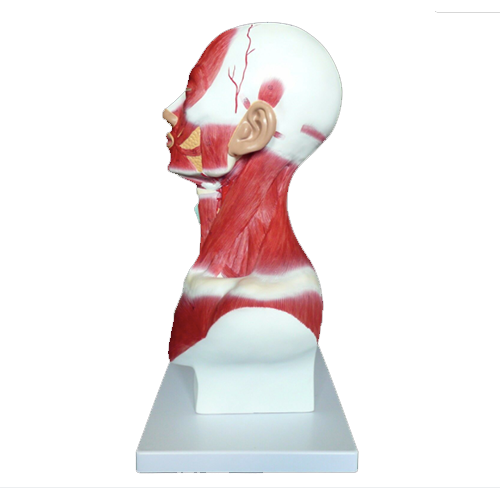 Human Head and Neck Musculature
