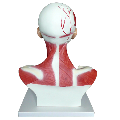 Human Head and Neck Musculature