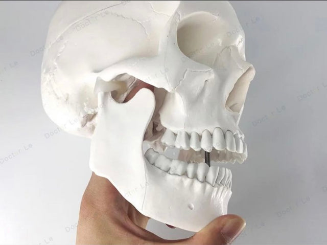 Life Size Skull