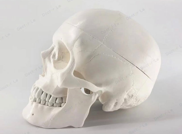 Life Size Skull