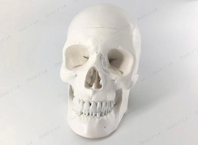 Life Size Skull