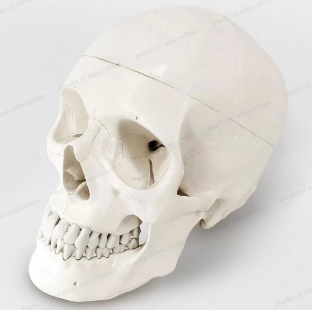 Life Size Skull