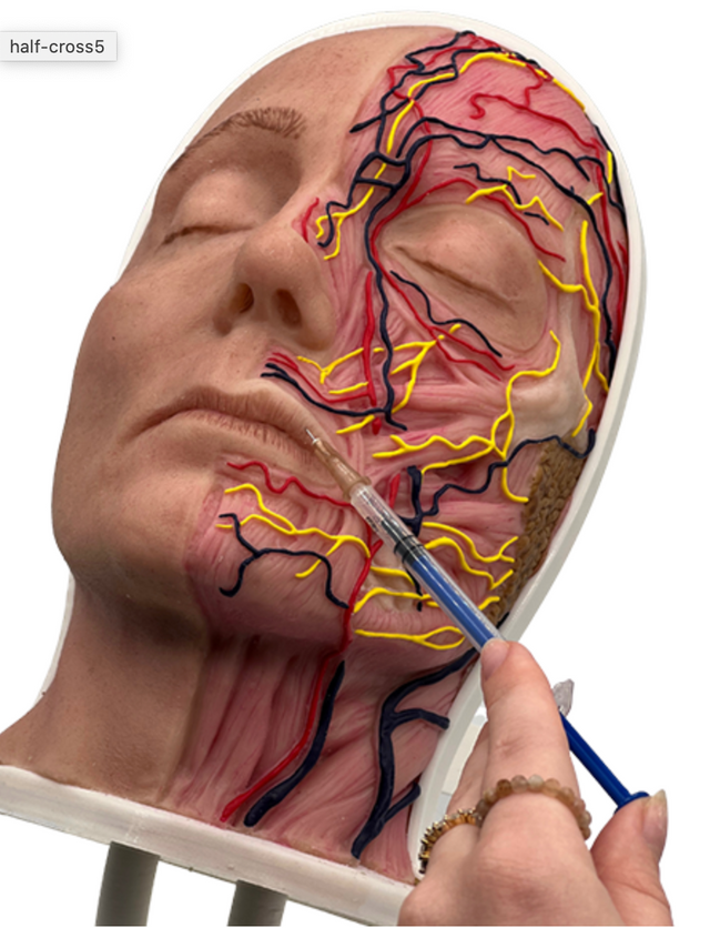 Half Female Head Aesthetic Training Model - Tilt Base