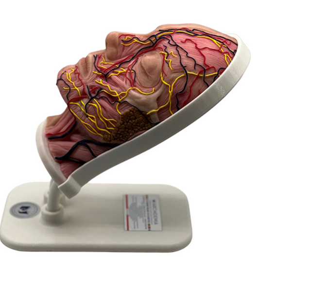 Half Female Head Aesthetic Training Model - Tilt Base