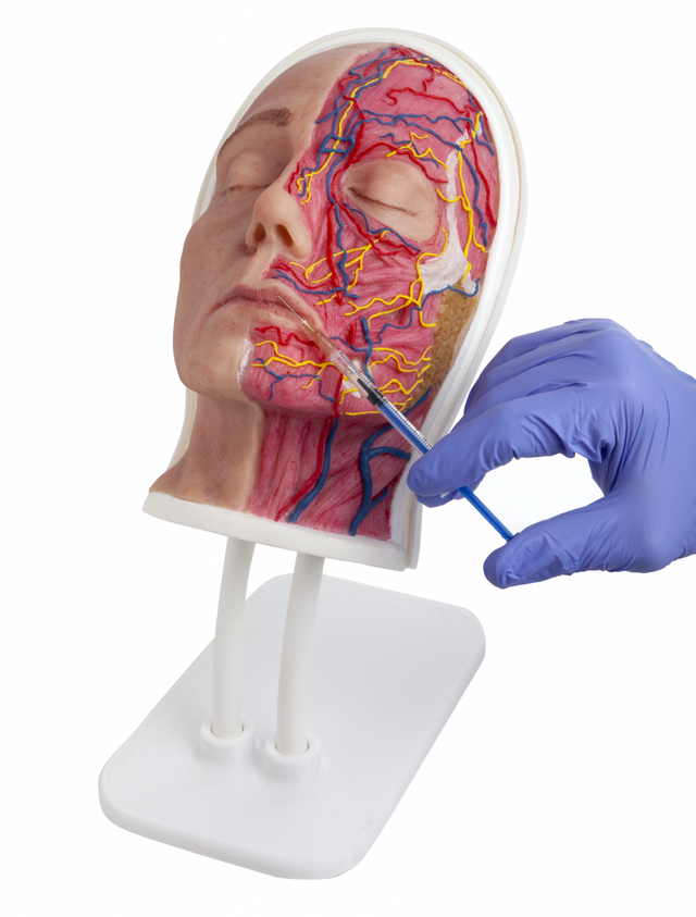 Half Female Head Aesthetic Training Model - Tilt Base