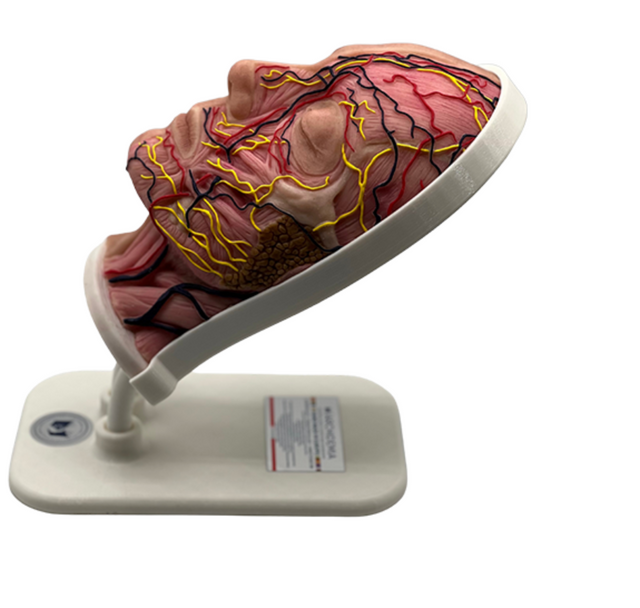 Half Female Head Aesthetic Training Model - Tilt Base