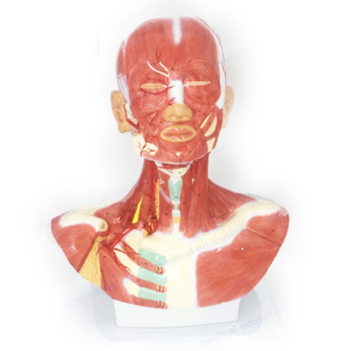 Human Head and Neck Musculature