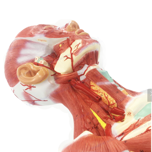 Human Head and Neck Musculature