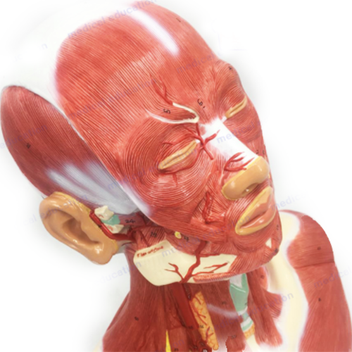 Human Head and Neck Musculature