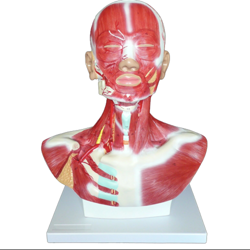 Human Head and Neck Musculature