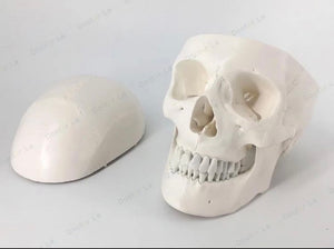 Life Size Skull