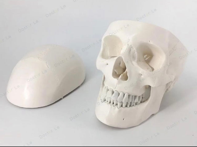 Life Size Skull