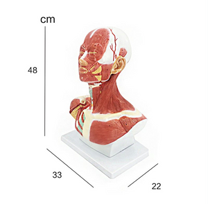 Human Head and Neck Musculature
