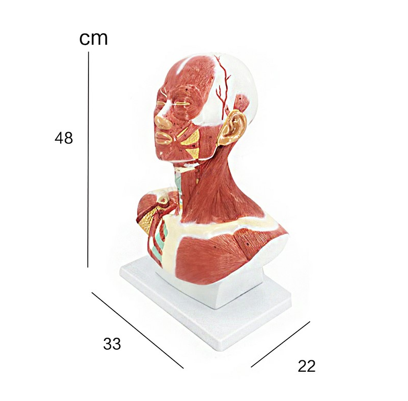 Human Head and Neck Musculature