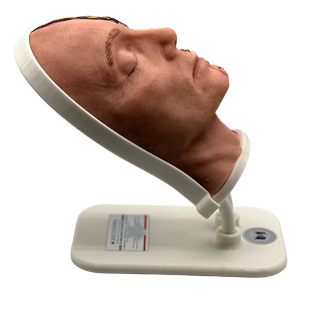 Half Female Head Aesthetic Training Model -  Tilt Base