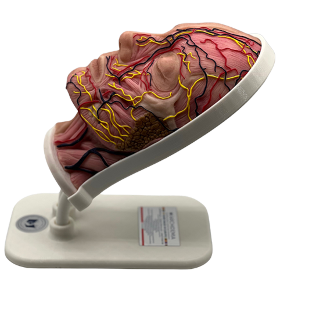 Half Female Head Aesthetic Training Model -  Tilt Base